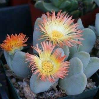 10 Cheiridopsis pillansii Seeds - Indigenous Succulent Mesemb - Combined Global Shipping