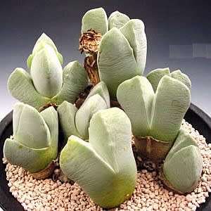 10 Cheiridopsis pillansii Seeds - Indigenous Succulent Mesemb - Combined Global Shipping