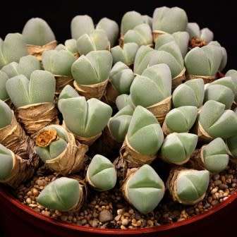 10 Cheiridopsis pillansii Seeds - Indigenous Succulent Mesemb - Combined Global Shipping