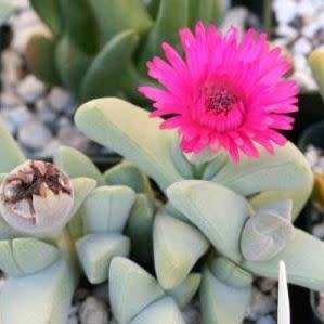 Cheiridopsis purpurea Seeds - Indigenous Succulent Mesemb -Combined Global Shipping- NEW