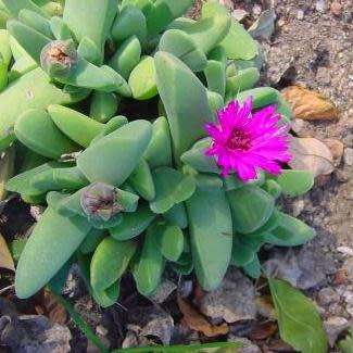 Cheiridopsis purpurea Seeds - Indigenous Succulent Mesemb -Combined Global Shipping- NEW