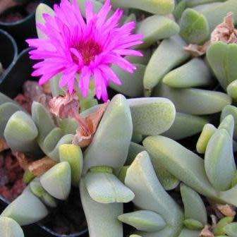 Cheiridopsis purpurea Seeds - Indigenous Succulent Mesemb -Combined Global Shipping- NEW