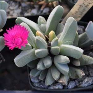 Cheiridopsis purpurea Seeds - Indigenous Succulent Mesemb -Combined Global Shipping- NEW