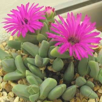 Cheiridopsis purpurea Seeds - Indigenous Succulent Mesemb -Combined Global Shipping- NEW