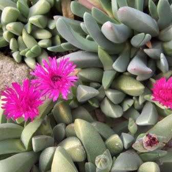 Cheiridopsis purpurea Seeds - Indigenous Succulent Mesemb -Combined Global Shipping- NEW