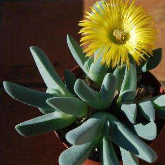 Cheiridopsis robusta - 10 Seed Pack - Indigenous Succulent Mesemb -Combined Global Shipping- NEW