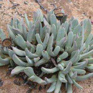 Cheiridopsis robusta - 10 Seed Pack - Indigenous Succulent Mesemb -Combined Global Shipping- NEW