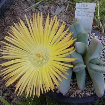 Cheiridopsis robusta - 10 Seed Pack - Indigenous Succulent Mesemb -Combined Global Shipping- NEW