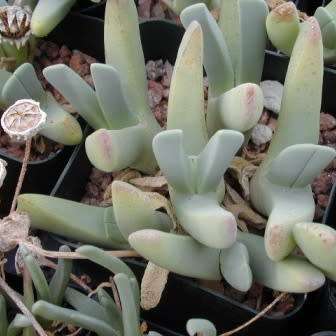 Cheiridopsis robusta - 10 Seed Pack - Indigenous Succulent Mesemb -Combined Global Shipping- NEW