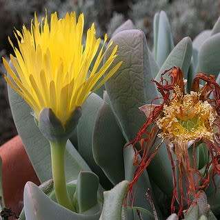 Cheiridopsis robusta - 10 Seed Pack - Indigenous Succulent Mesemb -Combined Global Shipping- NEW