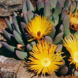 Cheiridopsis robusta - 10 Seed Pack - Indigenous Succulent Mesemb -Combined Global Shipping- NEW