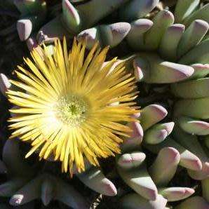 Cheiridopsis robusta - 10 Seed Pack - Indigenous Succulent Mesemb -Combined Global Shipping- NEW