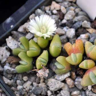 Cheiridopsis schlechteri - 10 Seed Pack - Indigenous Succulent Mesemb -Combined Global Shipping- NEW