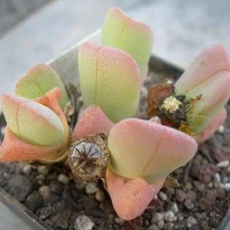 10 Cheiridopsis vanzylii Seeds - Indigenous Endemic Succulent Mesemb - Global Shipping