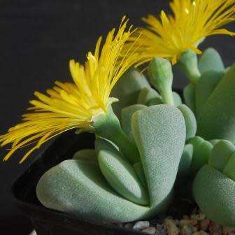 10 Cheiridopsis vanzylii Seeds - Indigenous Endemic Succulent Mesemb - Global Shipping