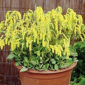 Chiastophyllum oppositifolium - 10 Seed Pack - Exotic Succulent -Combined Global Shipping- NEW