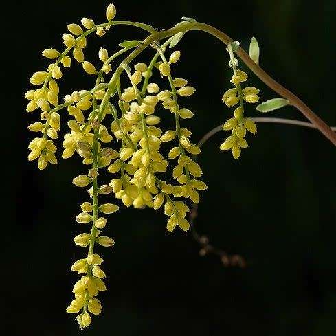 Chiastophyllum oppositifolium - 10 Seed Pack - Exotic Succulent -Combined Global Shipping- NEW