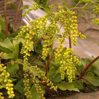 Chiastophyllum oppositifolium - 10 Seed Pack - Exotic Succulent -Combined Global Shipping- NEW