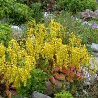 Chiastophyllum oppositifolium - 10 Seed Pack - Exotic Succulent -Combined Global Shipping- NEW