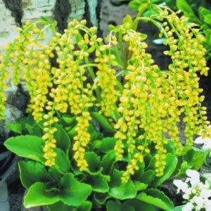 Chiastophyllum oppositifolium - 10 Seed Pack - Exotic Succulent -Combined Global Shipping- NEW