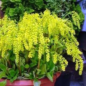 Chiastophyllum oppositifolium - 10 Seed Pack - Exotic Succulent -Combined Global Shipping- NEW