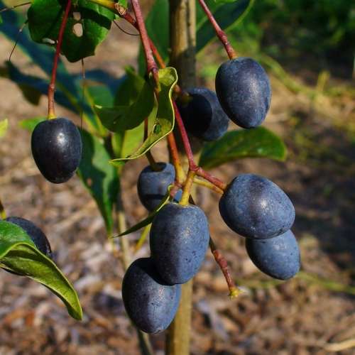 Chionanthus virginicus - White Fringe Tree - 5 Seed Pack - Combined Shipping - NEW - Shrub