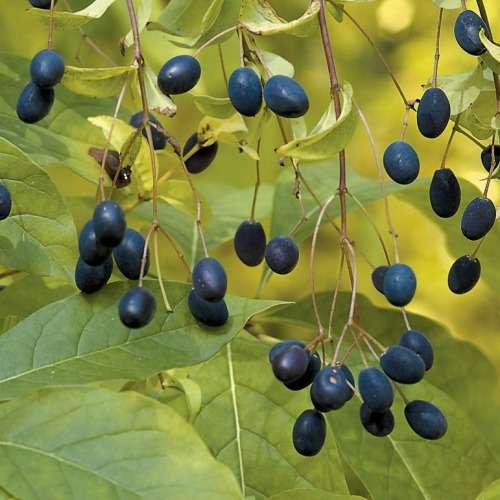 Chionanthus virginicus - White Fringe Tree - 5 Seed Pack - Combined Shipping - NEW - Shrub