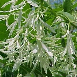 Chionanthus virginicus - White Fringe Tree - 5 Seed Pack - Combined Shipping - NEW - Shrub