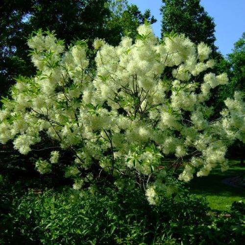 Chionanthus virginicus - White Fringe Tree - 5 Seed Pack - Combined Shipping - NEW - Shrub