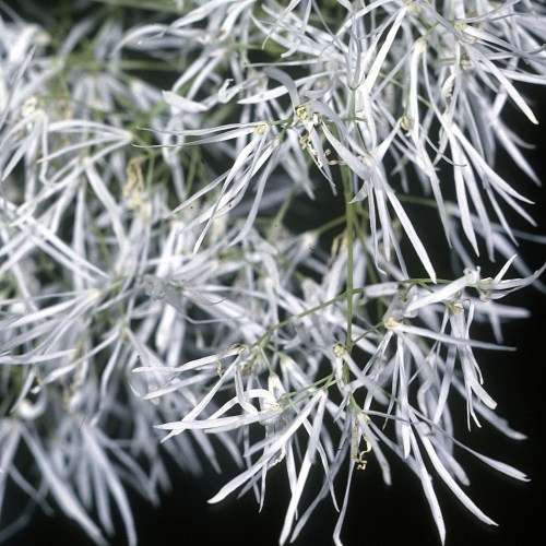 Chionanthus virginicus - White Fringe Tree - 5 Seed Pack - Combined Shipping - NEW - Shrub