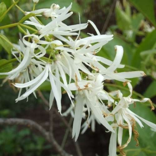 Chionanthus virginicus - White Fringe Tree - 5 Seed Pack - Combined Shipping - NEW - Shrub