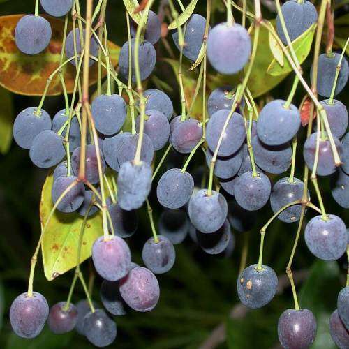 Chionanthus virginicus - White Fringe Tree - 5 Seed Pack - Combined Shipping - NEW - Shrub