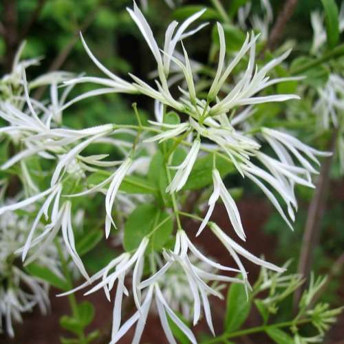Chionanthus virginicus - White Fringe Tree - 5 Seed Pack - Combined Shipping - NEW - Shrub