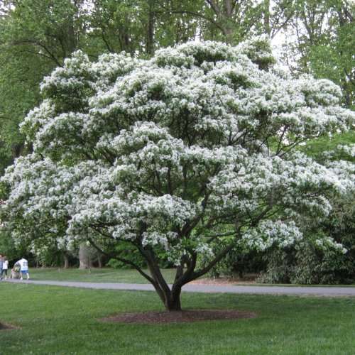 Chionanthus virginicus - White Fringe Tree - 5 Seed Pack - Combined Shipping - NEW - Shrub