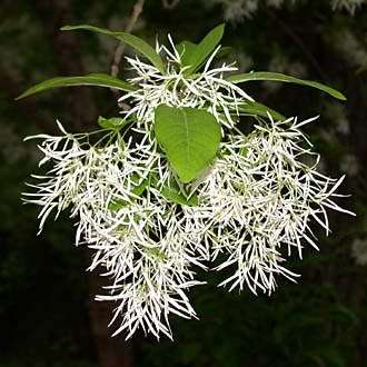 Chionanthus virginicus - White Fringe Tree - 5 Seed Pack - Combined Shipping - NEW - Shrub
