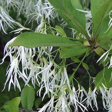 Chionanthus virginicus - White Fringe Tree - 5 Seed Pack - Combined Shipping - NEW - Shrub