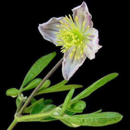 Clematis brachiata - 5 Seed Pack - Indigenous Perennial Vine - Combined Global Shipping - New