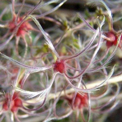 Clematis brachiata - 5 Seed Pack - Indigenous Perennial Vine - Combined Global Shipping - New