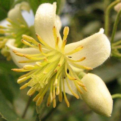 Clematis brachiata - 5 Seed Pack - Indigenous Perennial Vine - Combined Global Shipping - New