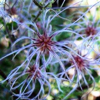 Clematis brachiata - 5 Seed Pack - Indigenous Perennial Vine - Combined Global Shipping - New