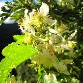 Clematis brachiata - 5 Seed Pack - Indigenous Perennial Vine - Combined Global Shipping - New