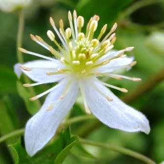 Clematis brachiata - 5 Seed Pack - Indigenous Perennial Vine - Combined Global Shipping - New