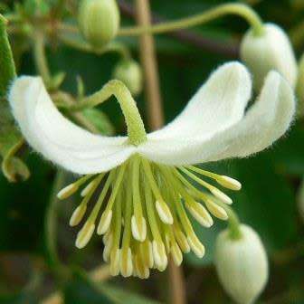 Clematis brachiata - 5 Seed Pack - Indigenous Perennial Vine - Combined Global Shipping - New