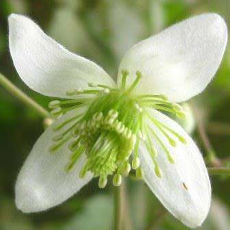 Clematis brachiata - 5 Seed Pack - Indigenous Perennial Vine - Combined Global Shipping - New