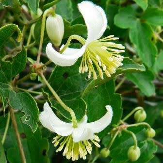 Clematis brachiata - 5 Seed Pack - Indigenous Perennial Vine - Combined Global Shipping - New