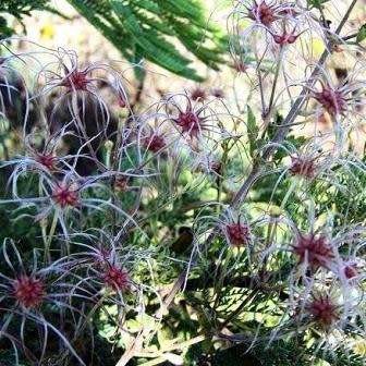 Clematis brachiata - 5 Seed Pack - Indigenous Perennial Vine - Combined Global Shipping - New