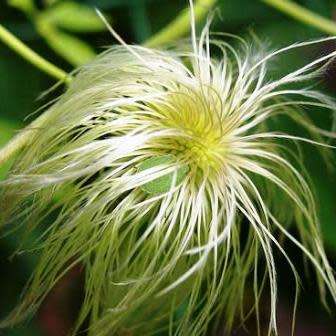 Clematis tangutica - 5 Seed Pack - Exotic Perennial Vine - Combined Global Shipping - New