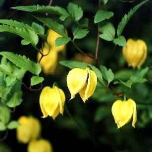 Clematis tangutica - 5 Seed Pack - Exotic Perennial Vine - Combined Global Shipping - New