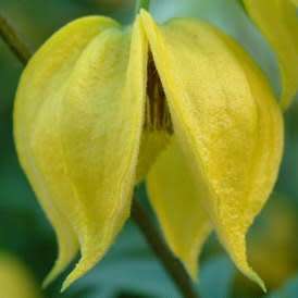 Clematis tangutica - 5 Seed Pack - Exotic Perennial Vine - Combined Global Shipping - New