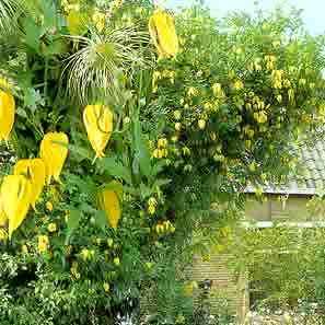 Clematis tangutica Seeds - Exotic Perennial Vine - Combined Global Shipping - New